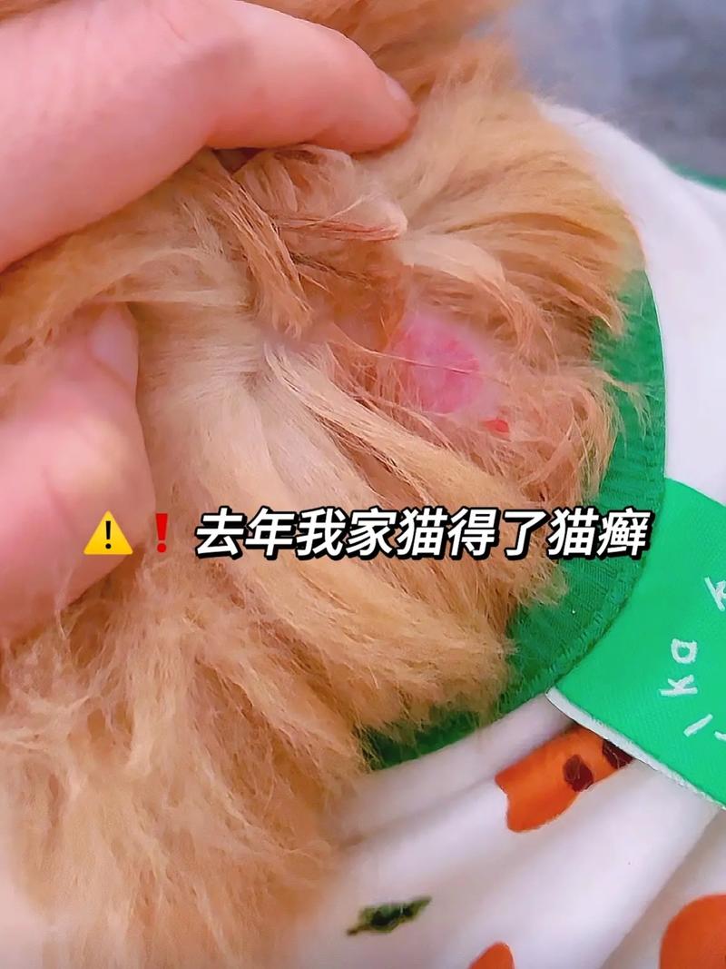 猫咪脚上长癣怎么办,猫脚上有癣怎么治好得快?-第2张图片-后鲨宠物 猫咪脚上长癣怎么办,猫脚上有癣怎么治好得快?-第2张图片-后鲨宠物