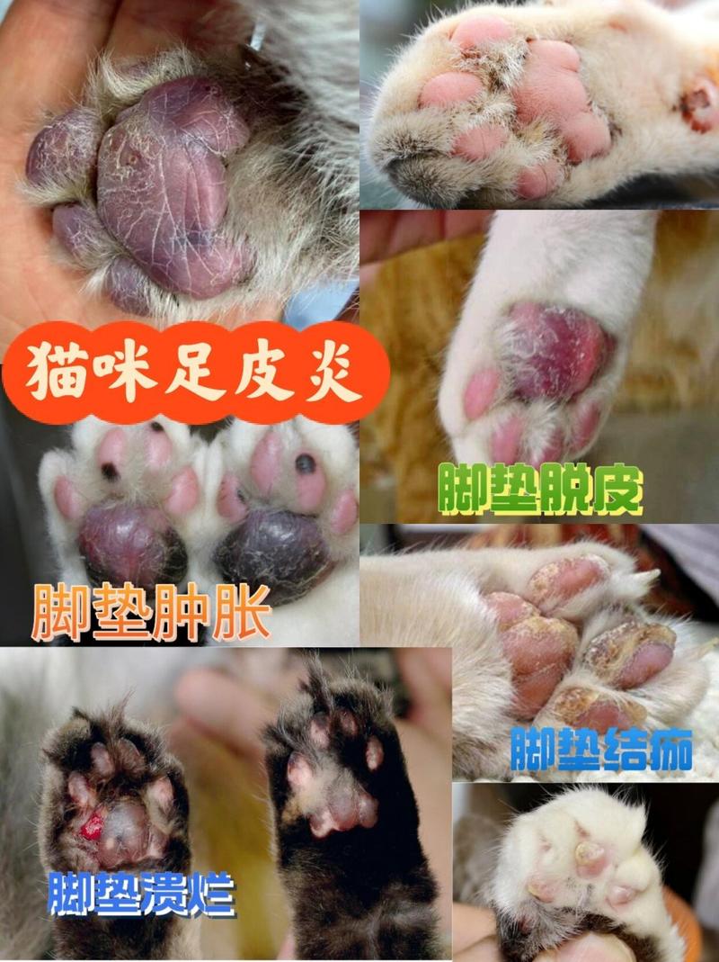 猫咪脚上长癣怎么办,猫脚上有癣怎么治好得快?-第4张图片-后鲨宠物 猫咪脚上长癣怎么办,猫脚上有癣怎么治好得快?-第4张图片-后鲨宠物