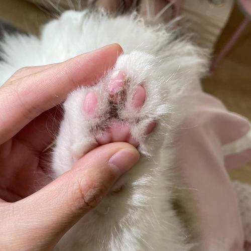 猫咪脚上长癣怎么办,猫脚上有癣怎么治好得快?-第5张图片-后鲨宠物 猫咪脚上长癣怎么办,猫脚上有癣怎么治好得快?-第5张图片-后鲨宠物