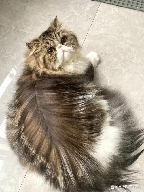 猫咪鼻子不通气,猫咪鼻子不通气总打涕喷10多天了-第1张图片-后鲨宠物 猫咪鼻子不通气,猫咪鼻子不通气总打涕喷10多天了-第1张图片-后鲨宠物