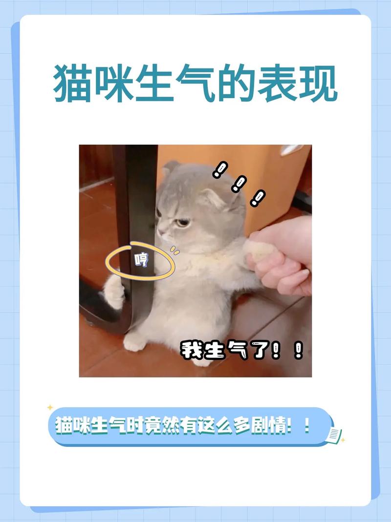 猫咪鼻子不通气,猫咪鼻子不通气总打涕喷10多天了-第6张图片-后鲨宠物 猫咪鼻子不通气,猫咪鼻子不通气总打涕喷10多天了-第6张图片-后鲨宠物