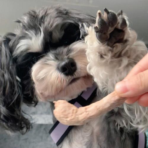 狗狗可以吃鸡脖子吗,小狗可以吃鸡脖吗-第3张图片-后鲨宠物 狗狗可以吃鸡脖子吗,小狗可以吃鸡脖吗-第3张图片-后鲨宠物