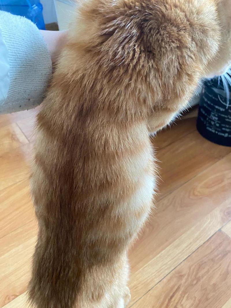 猫咪肚子胀气怎么办_猫咪肚子胀气怎么办?-第3张图片-后鲨宠物 猫咪肚子胀气怎么办_猫咪肚子胀气怎么办?-第3张图片-后鲨宠物