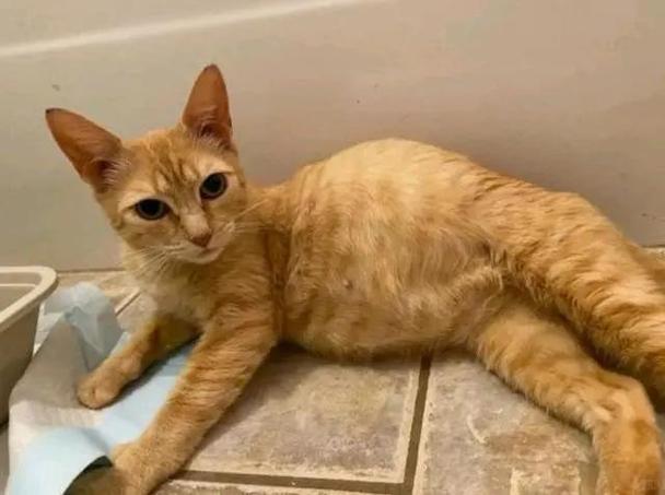 猫咪肚子胀气怎么办_猫咪肚子胀气怎么办?-第5张图片-后鲨宠物 猫咪肚子胀气怎么办_猫咪肚子胀气怎么办?-第5张图片-后鲨宠物