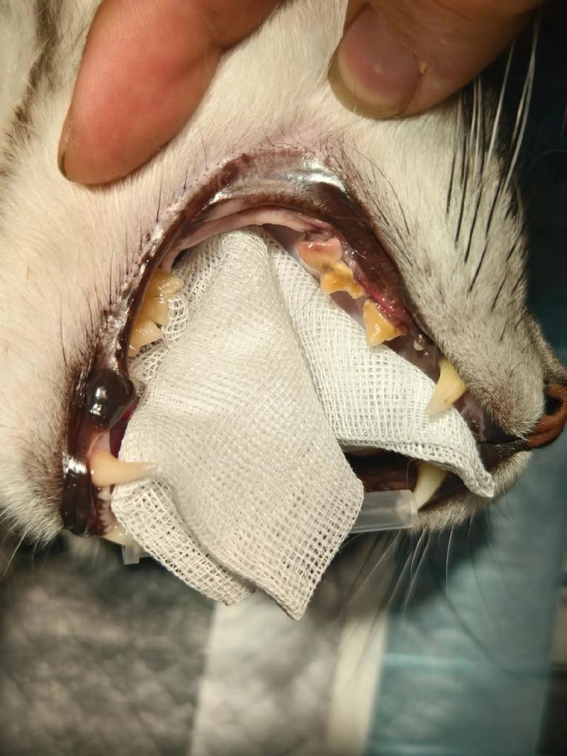 猫咪有牙结石怎么去除,猫咪牙结石怎么去除 费用-第1张图片-后鲨宠物 猫咪有牙结石怎么去除,猫咪牙结石怎么去除 费用-第1张图片-后鲨宠物