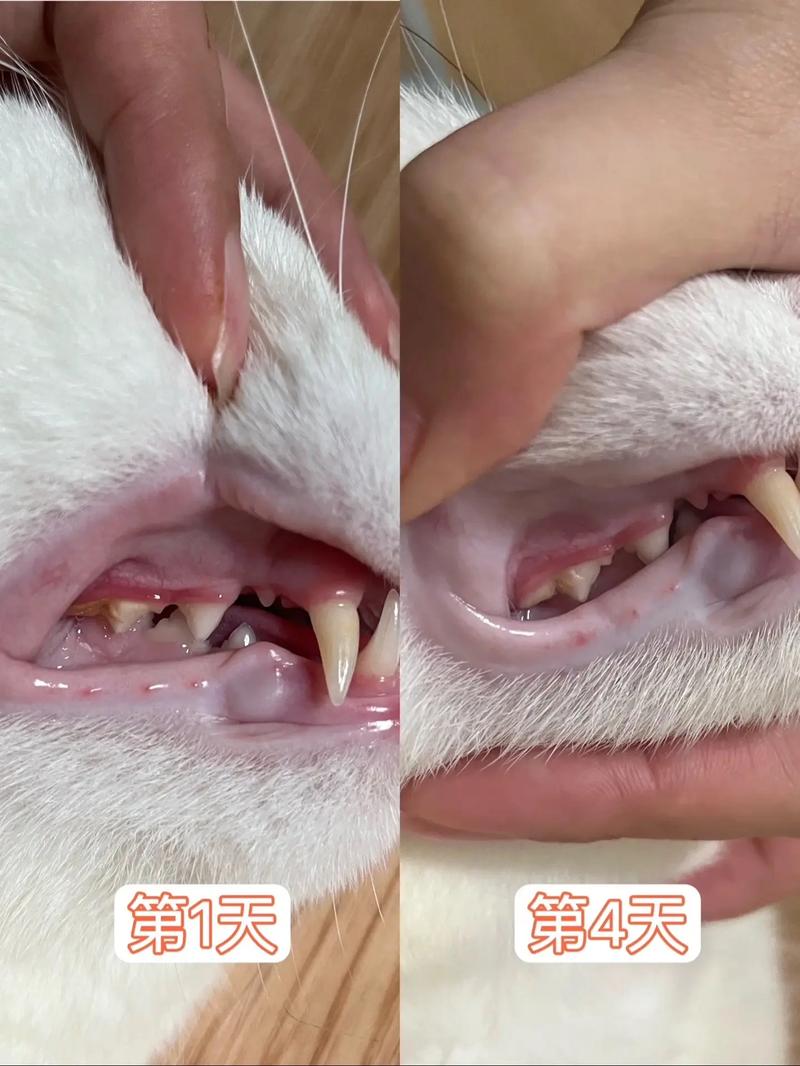 猫咪有牙结石怎么去除,猫咪牙结石怎么去除 费用-第5张图片-后鲨宠物 猫咪有牙结石怎么去除,猫咪牙结石怎么去除 费用-第5张图片-后鲨宠物