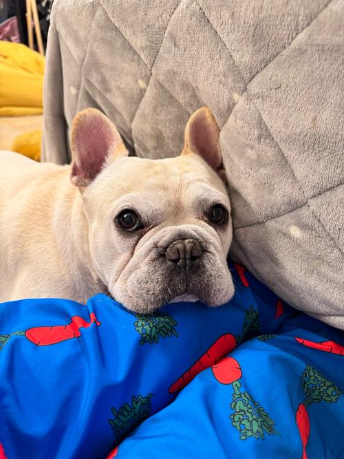 最粘人的狗狗排名榜_比较粘人的狗狗叫什么名字好-第1张图片-后鲨宠物 最粘人的狗狗排名榜_比较粘人的狗狗叫什么名字好-第1张图片-后鲨宠物