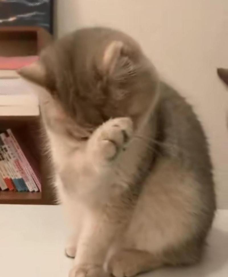 怎么给猫咪洗脸_怎么给猫洗脸洗澡 视频-第1张图片-后鲨宠物 怎么给猫咪洗脸_怎么给猫洗脸洗澡 视频-第1张图片-后鲨宠物