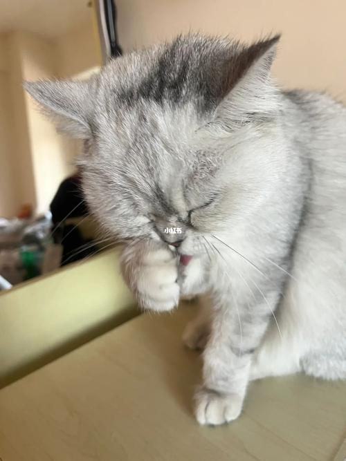 怎么给猫咪洗脸_怎么给猫洗脸洗澡 视频-第2张图片-后鲨宠物 怎么给猫咪洗脸_怎么给猫洗脸洗澡 视频-第2张图片-后鲨宠物