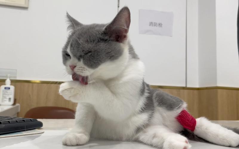 怎么给猫咪洗脸_怎么给猫洗脸洗澡 视频-第4张图片-后鲨宠物 怎么给猫咪洗脸_怎么给猫洗脸洗澡 视频-第4张图片-后鲨宠物