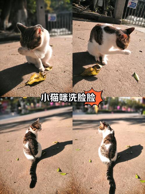 怎么给猫咪洗脸_怎么给猫洗脸洗澡 视频-第6张图片-后鲨宠物 怎么给猫咪洗脸_怎么给猫洗脸洗澡 视频-第6张图片-后鲨宠物