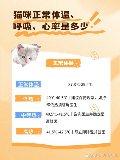 猫咪的正常体温,猫咪正常体温应该是多少?-第4张图片-后鲨宠物 猫咪的正常体温,猫咪正常体温应该是多少?-第4张图片-后鲨宠物