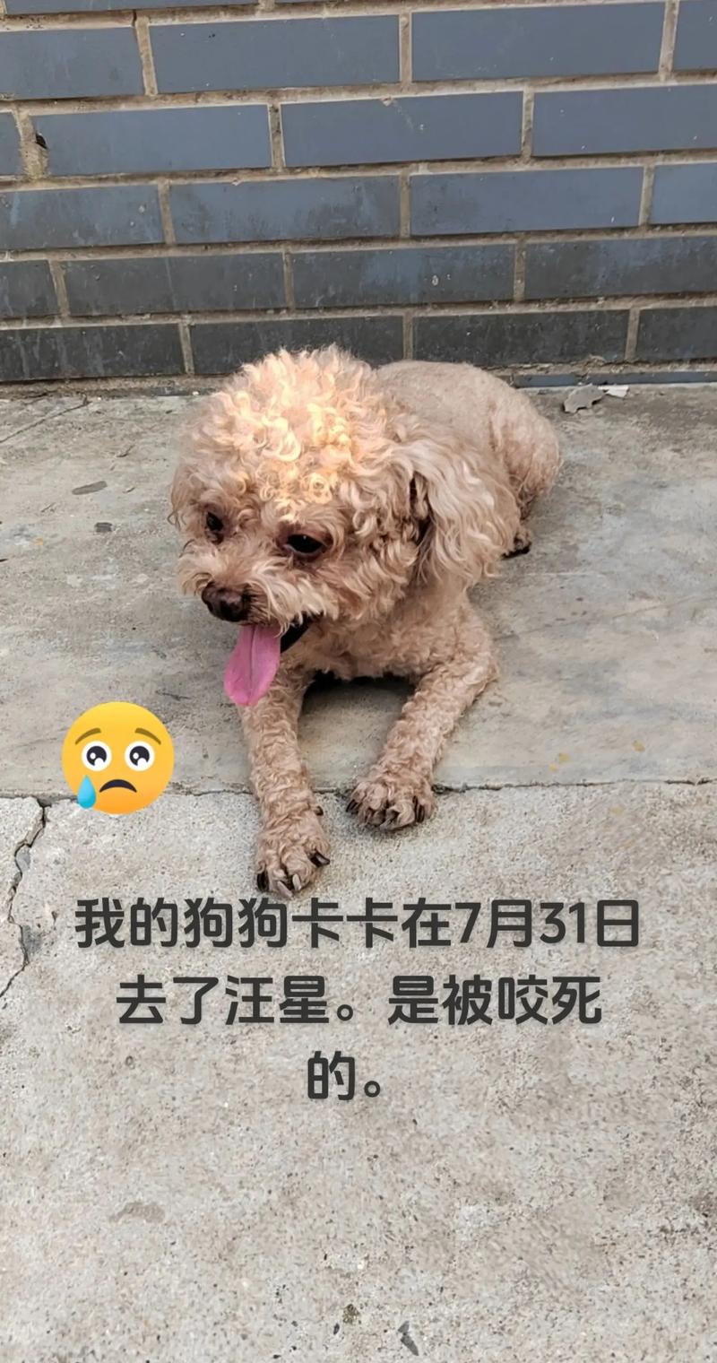 狗狗卡到喉咙什么症状,狗狗被卡着喉咙怎么自救?-第3张图片-后鲨宠物 狗狗卡到喉咙什么症状,狗狗被卡着喉咙怎么自救?-第3张图片-后鲨宠物