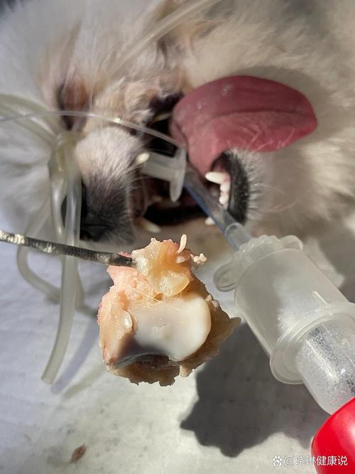 狗狗卡到喉咙什么症状,狗狗被卡着喉咙怎么自救?-第4张图片-后鲨宠物 狗狗卡到喉咙什么症状,狗狗被卡着喉咙怎么自救?-第4张图片-后鲨宠物