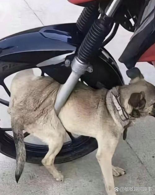 狗狗卡到喉咙什么症状,狗狗被卡着喉咙怎么自救?-第5张图片-后鲨宠物 狗狗卡到喉咙什么症状,狗狗被卡着喉咙怎么自救?-第5张图片-后鲨宠物