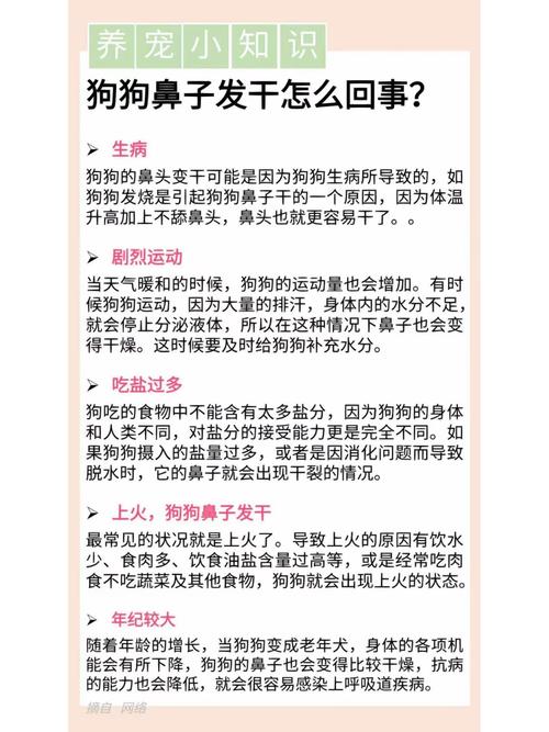  狗狗鼻子干怎么治，狗狗鼻子干用什么药最佳-第1张图片-后鲨宠物