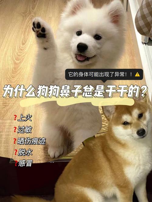  狗狗鼻子干怎么治，狗狗鼻子干用什么药最佳-第4张图片-后鲨宠物