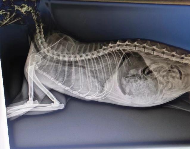 猫咪肺水肿症状,猫肺水肿治好了也活不久吗-第2张图片-后鲨宠物 猫咪肺水肿症状,猫肺水肿治好了也活不久吗-第2张图片-后鲨宠物