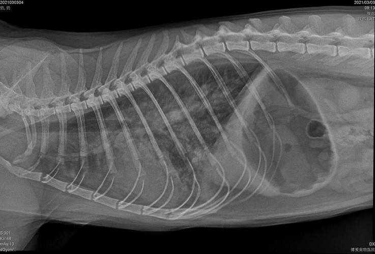 猫咪肺水肿症状,猫肺水肿治好了也活不久吗-第3张图片-后鲨宠物 猫咪肺水肿症状,猫肺水肿治好了也活不久吗-第3张图片-后鲨宠物