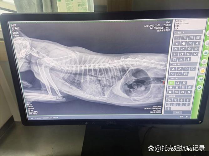 猫咪肺水肿症状,猫肺水肿治好了也活不久吗-第5张图片-后鲨宠物 猫咪肺水肿症状,猫肺水肿治好了也活不久吗-第5张图片-后鲨宠物