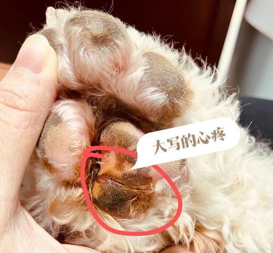 狗狗脚掌划破了怎么办_狗脚掌划开口子怎么治疗-第1张图片-后鲨宠物 狗狗脚掌划破了怎么办_狗脚掌划开口子怎么治疗-第1张图片-后鲨宠物