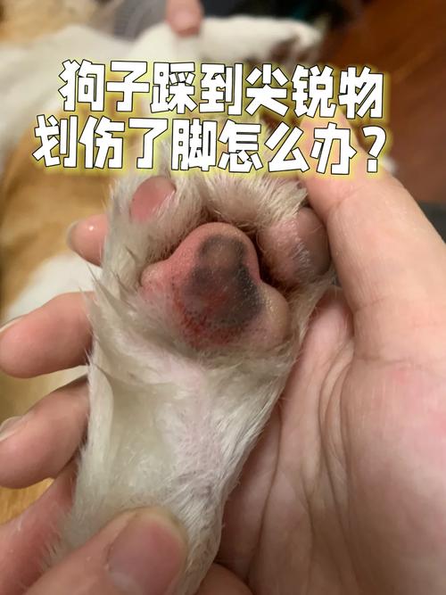 狗狗脚掌划破了怎么办_狗脚掌划开口子怎么治疗-第5张图片-后鲨宠物 狗狗脚掌划破了怎么办_狗脚掌划开口子怎么治疗-第5张图片-后鲨宠物