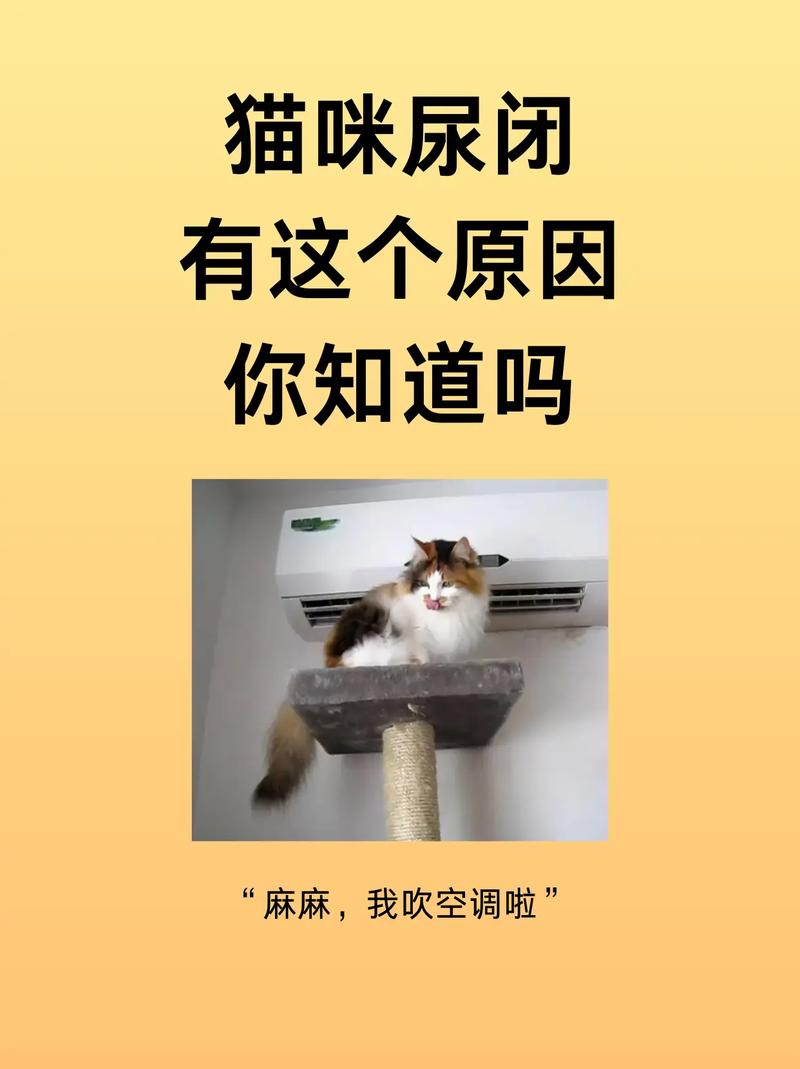 猫咪吹空调拉肚子,猫咪夏天吹空调拉肚子?-第1张图片-后鲨宠物 猫咪吹空调拉肚子,猫咪夏天吹空调拉肚子?-第1张图片-后鲨宠物