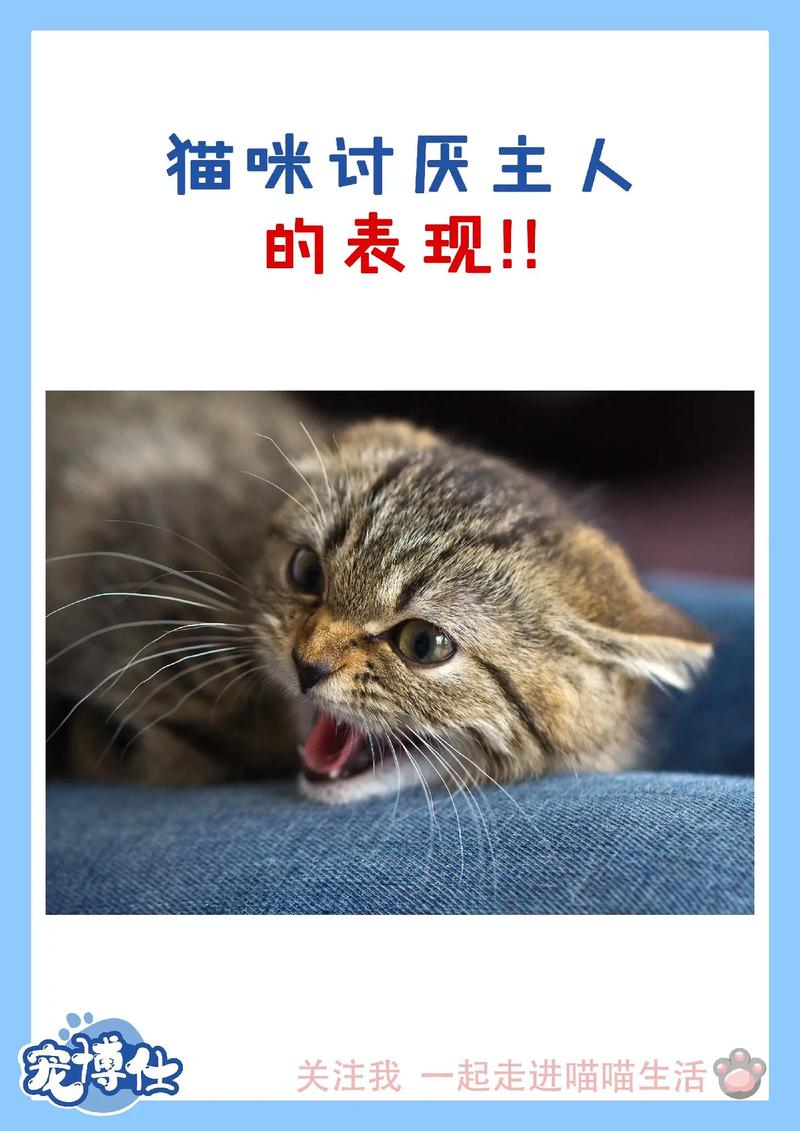 猫咪讨厌你的表现_猫咪养不熟的表现-第4张图片-后鲨宠物 猫咪讨厌你的表现_猫咪养不熟的表现-第4张图片-后鲨宠物