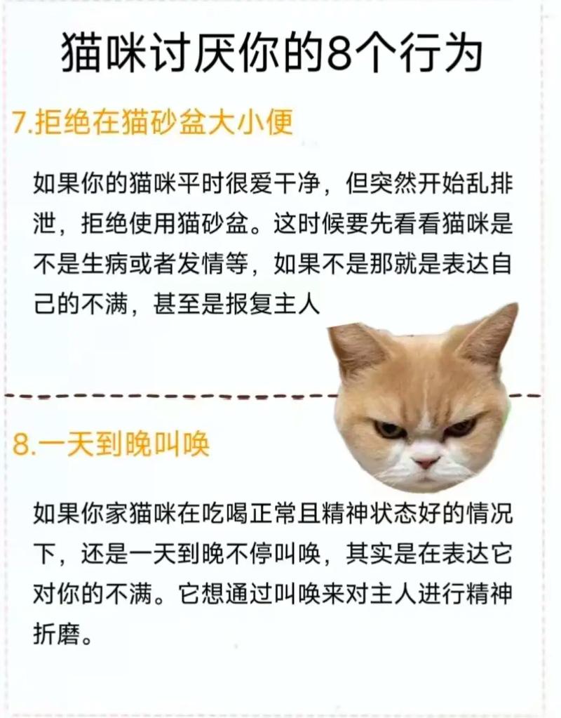 猫咪讨厌你的表现_猫咪养不熟的表现-第5张图片-后鲨宠物 猫咪讨厌你的表现_猫咪养不熟的表现-第5张图片-后鲨宠物