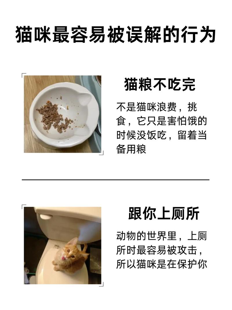 猫猫不吃猫粮_猫猫不吃猫粮是怎么了-第5张图片-后鲨宠物 猫猫不吃猫粮_猫猫不吃猫粮是怎么了-第5张图片-后鲨宠物