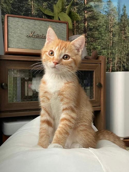 最乖的猫咪品种,最乖的猫猫-第1张图片-后鲨宠物 最乖的猫咪品种,最乖的猫猫-第1张图片-后鲨宠物