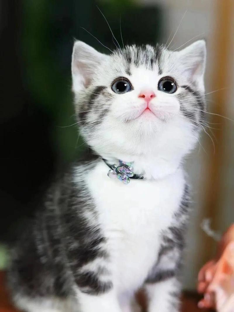 最乖的猫咪品种,最乖的猫猫-第3张图片-后鲨宠物 最乖的猫咪品种,最乖的猫猫-第3张图片-后鲨宠物