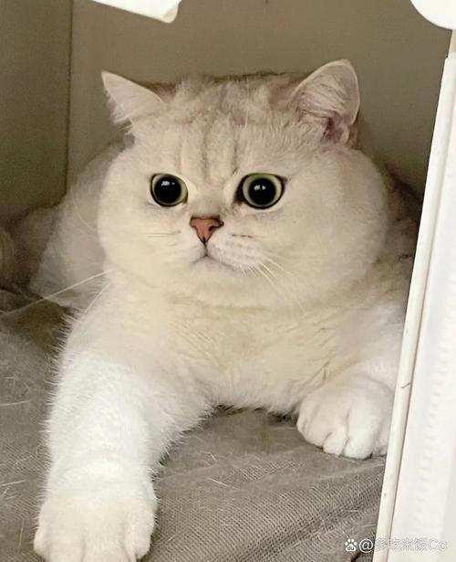 最乖的猫咪品种,最乖的猫猫-第5张图片-后鲨宠物 最乖的猫咪品种,最乖的猫猫-第5张图片-后鲨宠物