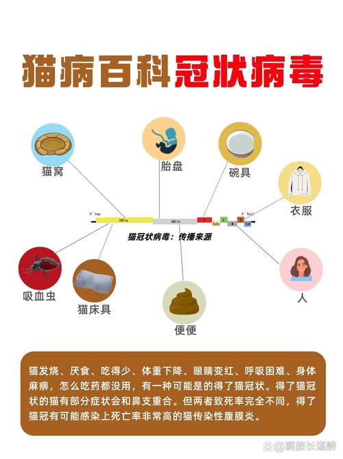 猫咪冠状病毒怎么治疗_2个月小猫得了冠状怎么治疗-第4张图片-后鲨宠物 猫咪冠状病毒怎么治疗_2个月小猫得了冠状怎么治疗-第4张图片-后鲨宠物