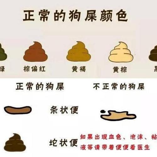 狗狗老拉稀是怎么回事,狗狗为啥老拉稀?-第4张图片-后鲨宠物 狗狗老拉稀是怎么回事,狗狗为啥老拉稀?-第4张图片-后鲨宠物