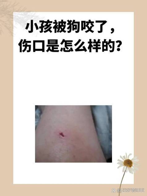 狗狗吃什么伤口愈合快,狗狗吃啥伤口愈合的快点-第3张图片-后鲨宠物 狗狗吃什么伤口愈合快,狗狗吃啥伤口愈合的快点-第3张图片-后鲨宠物