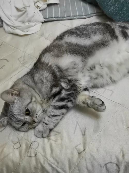 猫咪睡着后有轻微抽搐_猫咪睡着了有点抽搐-第2张图片-后鲨宠物 猫咪睡着后有轻微抽搐_猫咪睡着了有点抽搐-第2张图片-后鲨宠物