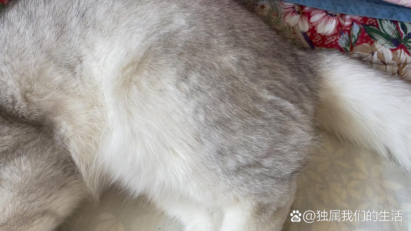 猫咪睡着后有轻微抽搐_猫咪睡着了有点抽搐-第4张图片-后鲨宠物 猫咪睡着后有轻微抽搐_猫咪睡着了有点抽搐-第4张图片-后鲨宠物