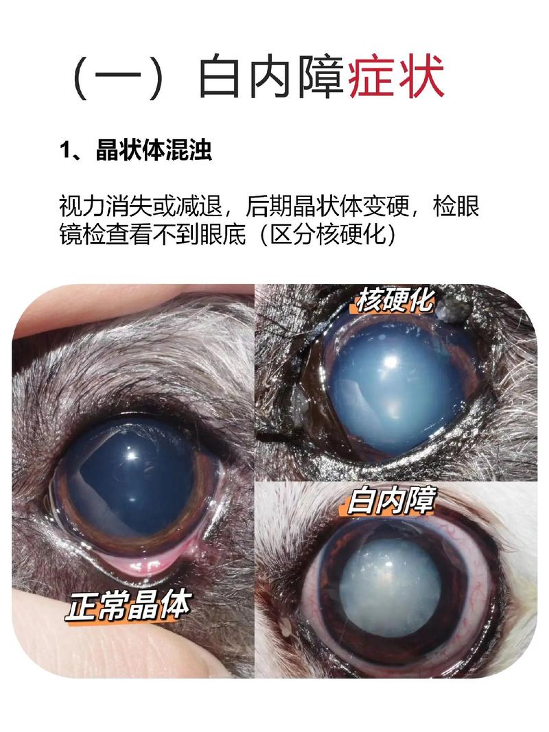 狗狗白内障怎么治,狗狗白内障怎么治会好?-第5张图片-后鲨宠物 狗狗白内障怎么治,狗狗白内障怎么治会好?-第5张图片-后鲨宠物