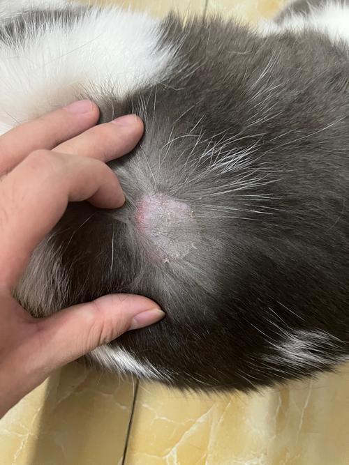 猫咪猫藓可以自愈吗,猫咪猫藓会自己痊愈吗-第1张图片-后鲨宠物 猫咪猫藓可以自愈吗,猫咪猫藓会自己痊愈吗-第1张图片-后鲨宠物