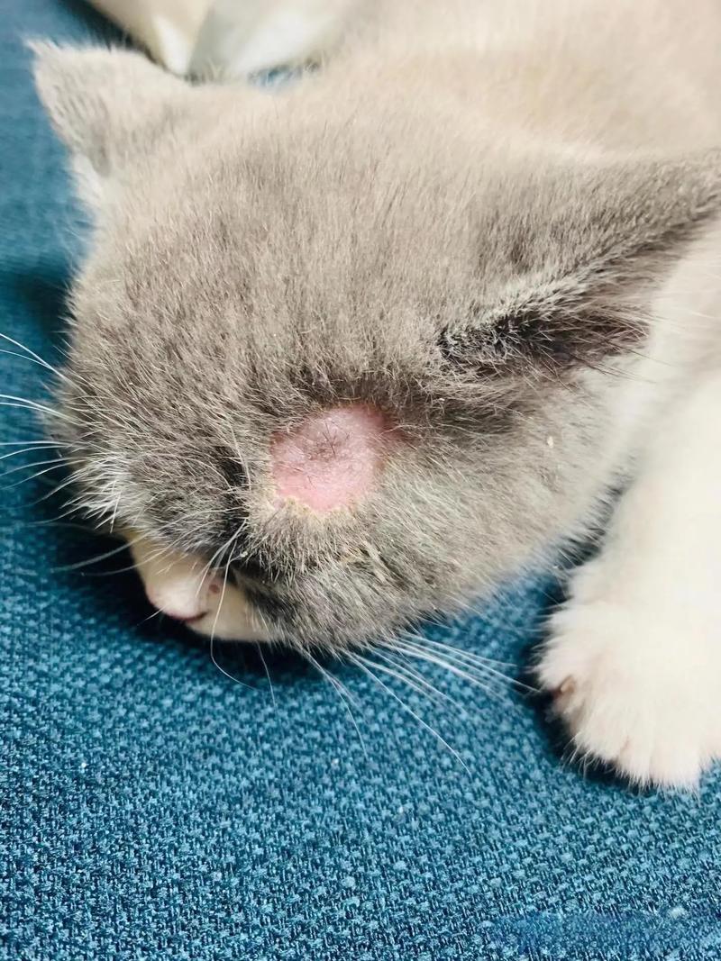 猫咪猫藓可以自愈吗,猫咪猫藓会自己痊愈吗-第6张图片-后鲨宠物 猫咪猫藓可以自愈吗,猫咪猫藓会自己痊愈吗-第6张图片-后鲨宠物