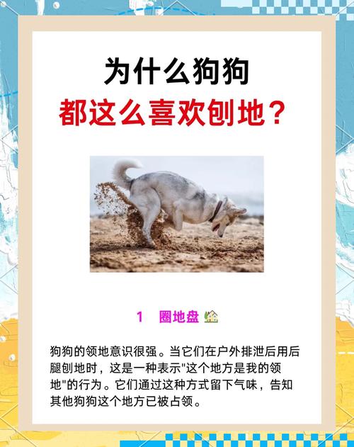 狗狗老是刨地怎么回事_狗老是刨地什么意思-第1张图片-后鲨宠物 狗狗老是刨地怎么回事_狗老是刨地什么意思-第1张图片-后鲨宠物