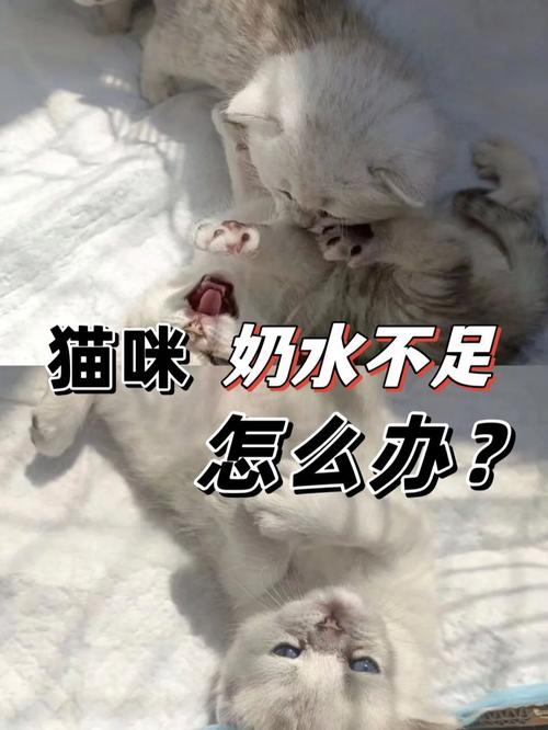 猫咪没有奶水怎么办,猫没有奶水的原因?-第1张图片-后鲨宠物 猫咪没有奶水怎么办,猫没有奶水的原因?-第1张图片-后鲨宠物