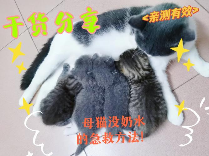 猫咪没有奶水怎么办,猫没有奶水的原因?-第5张图片-后鲨宠物 猫咪没有奶水怎么办,猫没有奶水的原因?-第5张图片-后鲨宠物
