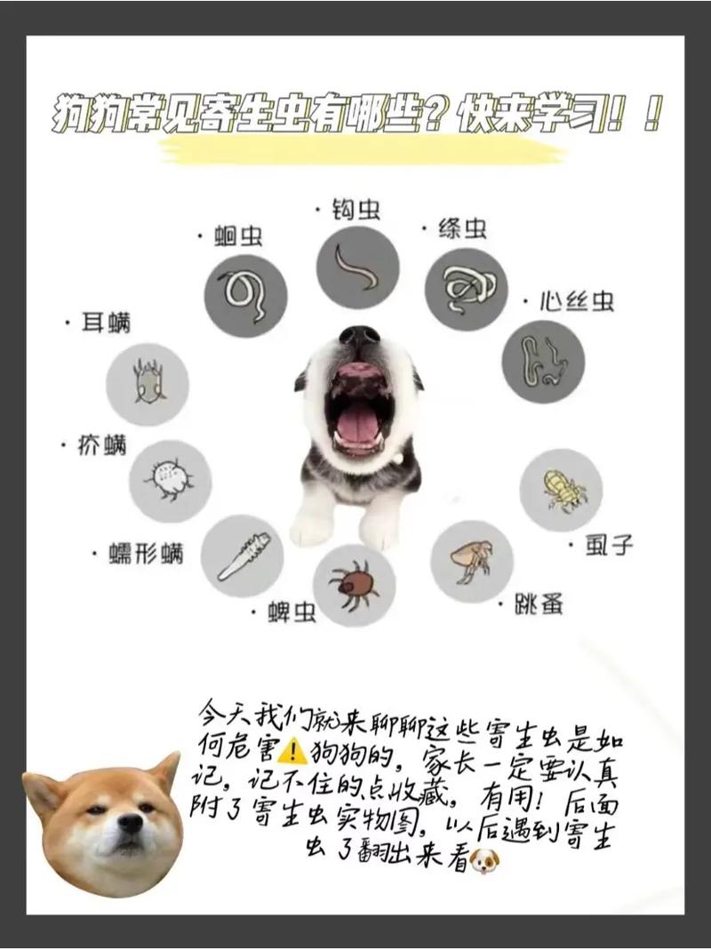 狗狗寄生虫有哪些,狗狗寄生虫病的症状?-第5张图片-后鲨宠物 狗狗寄生虫有哪些,狗狗寄生虫病的症状?-第5张图片-后鲨宠物