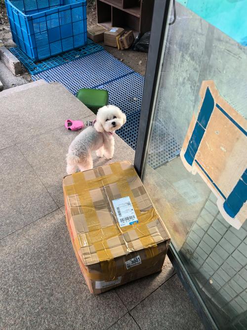快递狗狗怎么快递,快递狗狗怎么快递回来?-第4张图片-后鲨宠物 快递狗狗怎么快递,快递狗狗怎么快递回来?-第4张图片-后鲨宠物