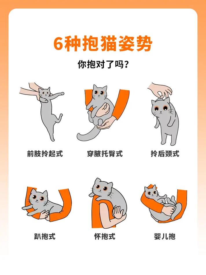 孕妇能抱猫咪吗,怀孕可以抱猫吗?-第3张图片-后鲨宠物 孕妇能抱猫咪吗,怀孕可以抱猫吗?-第3张图片-后鲨宠物