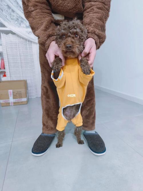 手工制作狗狗衣服_手工制作狗狗衣服图片-第5张图片-后鲨宠物 手工制作狗狗衣服_手工制作狗狗衣服图片-第5张图片-后鲨宠物