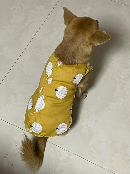 手工制作狗狗衣服_手工制作狗狗衣服图片-第6张图片-后鲨宠物 手工制作狗狗衣服_手工制作狗狗衣服图片-第6张图片-后鲨宠物