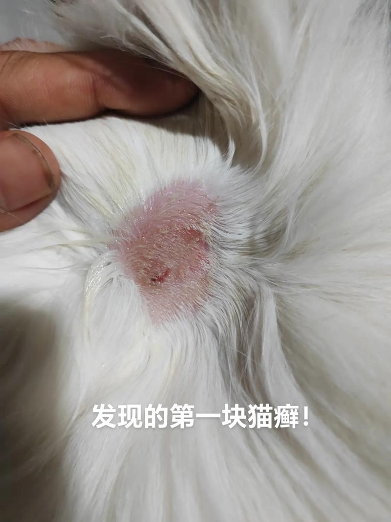 猫咪得了猫藓怎么治疗,猫咪得猫藓怎么处理?-第2张图片-后鲨宠物 猫咪得了猫藓怎么治疗,猫咪得猫藓怎么处理?-第2张图片-后鲨宠物